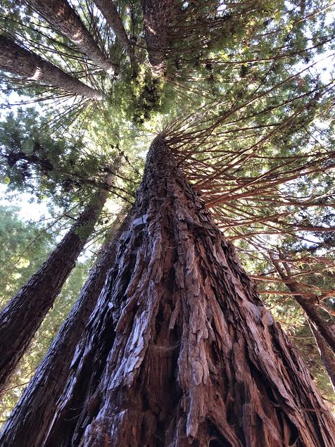 Forest of Nisene Marks