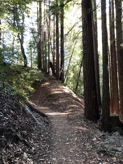 More Nisene Marks, Santa Cruz